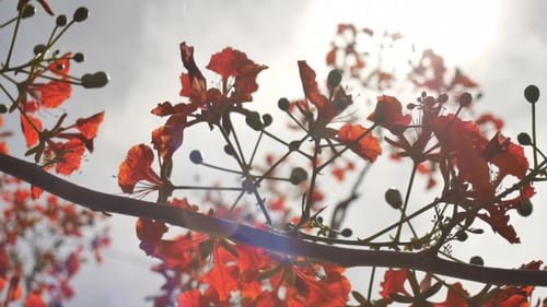 Rote Blumen blühen