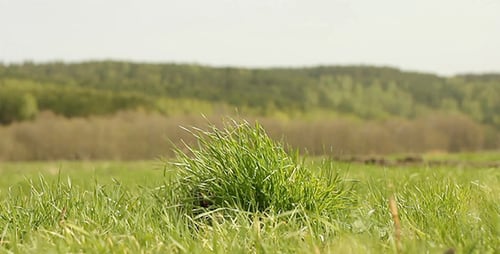 Green Field