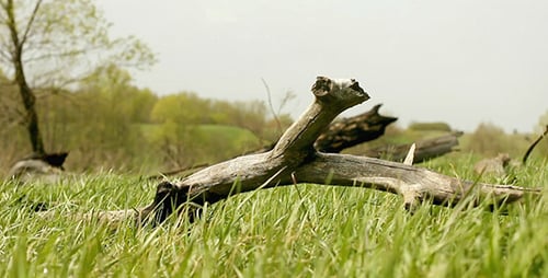 Branch on Meadow in Rural Environment
