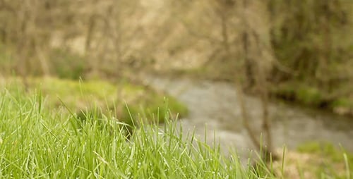 Green Grass And River