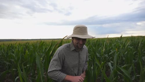 Close Up of Happy Handsome Farmer Walking Through the Corn Stalks on the Field at Organic Farm
