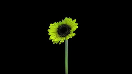 Yellow Daisy Blooming in Time Lapse on Black