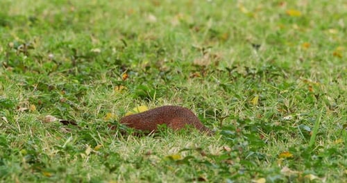 Ungestreiftes Erdhörnchen, Xerus Rutilus, Essen für Erwachsene, Tsavo Parc in Kenia, Echtzeit 4K