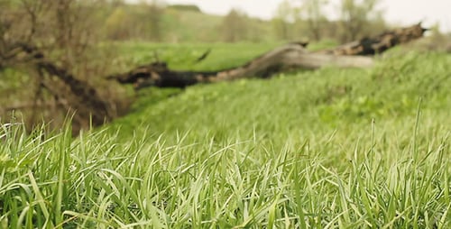 Green Grass And Dry Tree