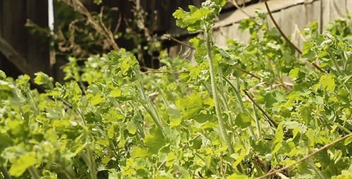 Green Grass Near House