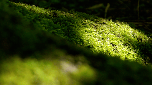 Lush Green Moss Thriving in Forest Sunlight