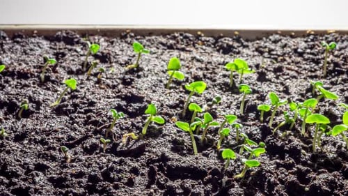 Time Lapse of Seedlings Growing From Soil
