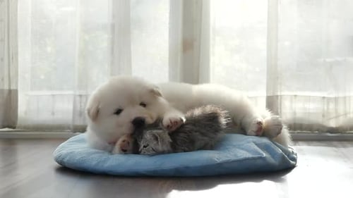Puppy and Kitten Sleeping Peacefully on Pillow