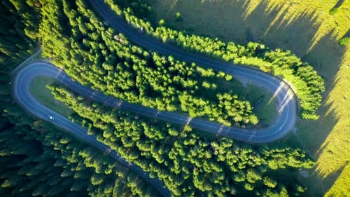 Green Pine Forest and Winding Serpentine Road