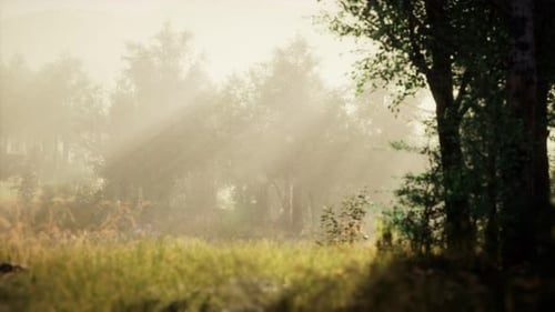Lichtung im Wald am sonnigen Sommermorgen