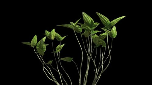 Animated Organic Plant Growth with Alpha Channel