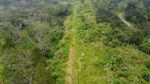 Drone Footage Of People Walking Alone in Green Forest