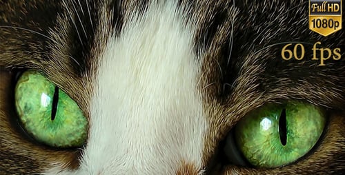 Beautiful Cat Eyes