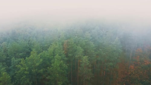 Aerial View Flight Above Amazing Misty Forest Landscape
