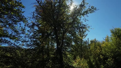 Sun Shines Through Lush Forest Canopy
