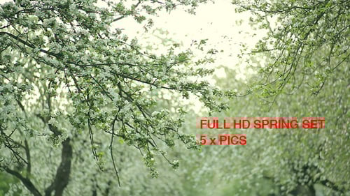 Spring Apple Tree Flowers