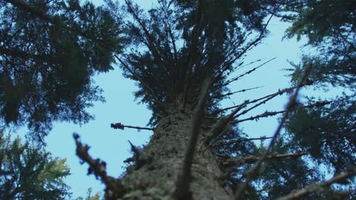 Low angle of a tree trunk