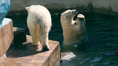 Polar Bears Swimming and Playing in Enclosure