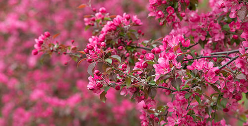 Arbres en fleurs dans le verger 02