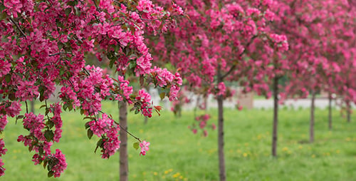 Spring Orchard 02