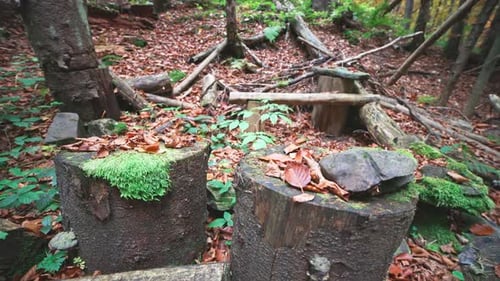Logs are Stacked in a Clearing and Strewn with Leaves in the Autumn Carpathian Forest in Cloudy