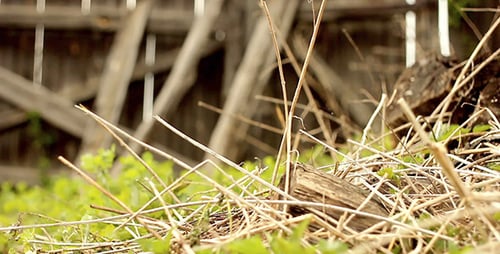 Dry Grass