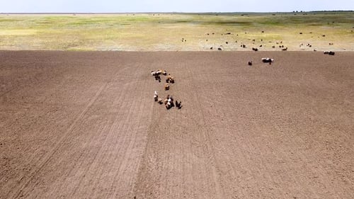 Sheep graze on a green meadow