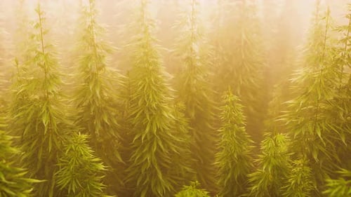 Plantation of Cannabis in Deep Fog