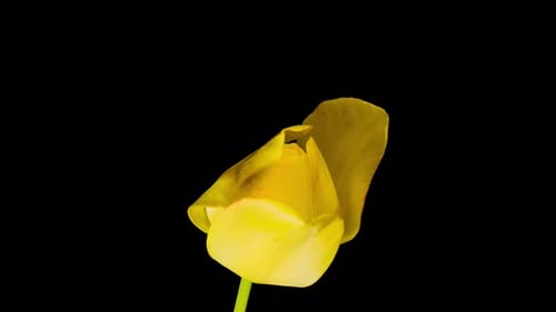 Yellow Tulip Blossoming in Time Lapse on Black