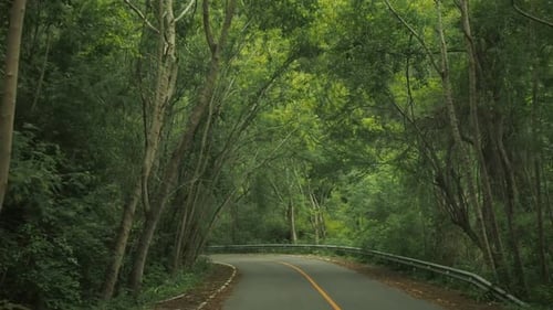 Drive In Forest