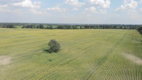 Sonnenblumen-Feld