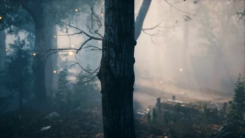 Forêt en hauteur avec la lumière brillante de la lune