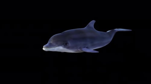 Delphinschwimmen Vorderansicht