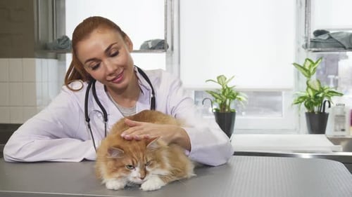 Veterinarian Pets Calm Cat on Examination Table