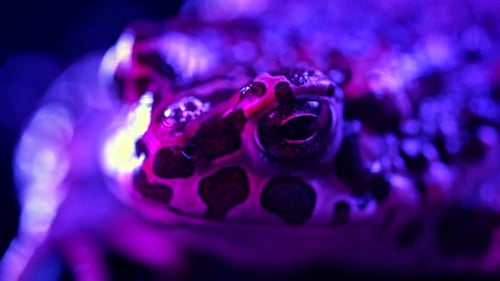 Close up of a Frog Lit with Neon Colors