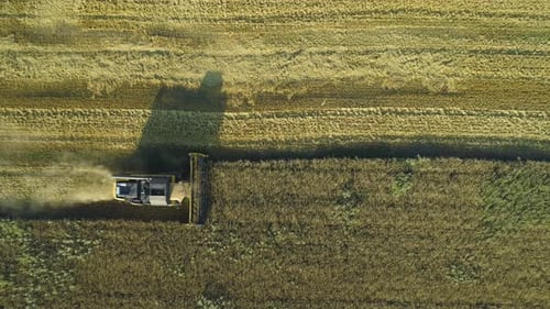 Aerial Drone Footage. Top View Combine Harvester Gathers the Wheat. Harvesting Grain Field