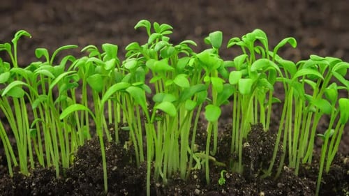 Growing Plants Sprouts Germination Newborn Cress Salad Plant in Greenhouse Agriculture in Rapid