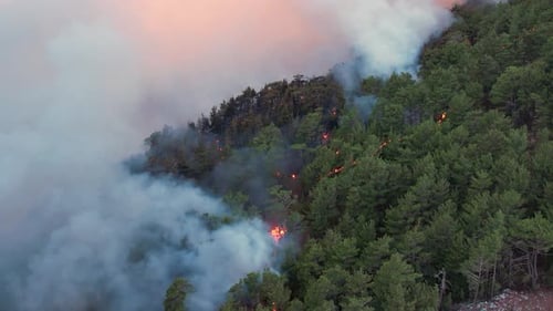 Fire in a Tropical Forest