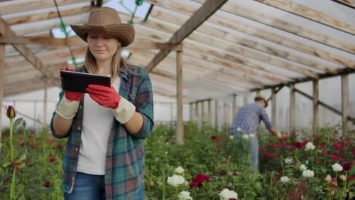 Modern Rose Farmers Walk Through the Greenhouse with a Plantation of Flowers, Touch the Buds and
