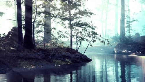 Dark Pond in Mysterious Forest