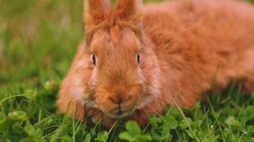 Adorable Orange Rabbit Relaxing in a Clover Patch