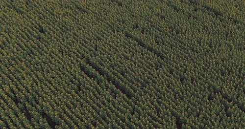 Man in a Hat Walks Across the Field with Sunflowers