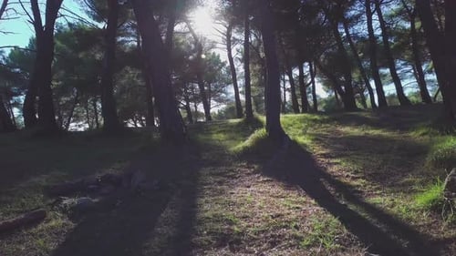 Dunkler Wald Wald
