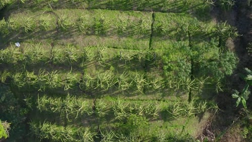 Vista aérea de cima de uma plantação de pitagaya em Pastaza, uma província do Equador