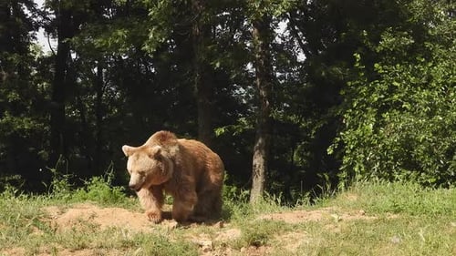 Real Wild Bear In Natural Habitat Among The Trees In The Forest