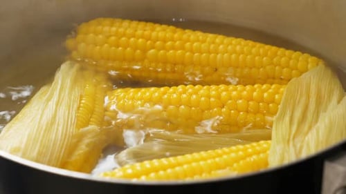 Fresh Corn Boiling in Water, Close Up Shot