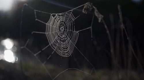 Cobwebs in the Forest with Dew Drops
