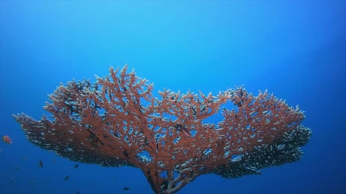 Coral duro tropical submarino