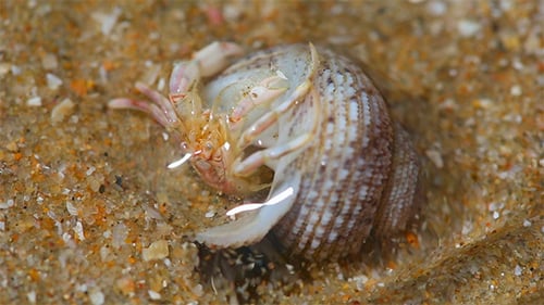 Hermit Crab
