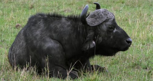 African Buffalo, syncerus caffer, Adult who ruminates, Masai Mara Park in Kenya, Real Time 4K